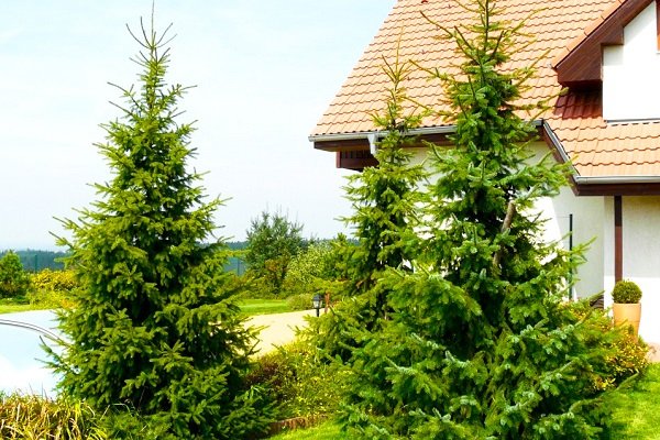 Ель сербская