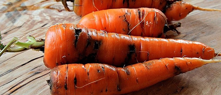 Болезни моркови
