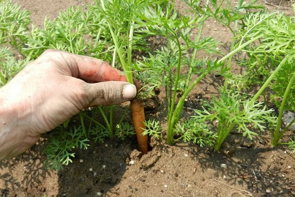 Прореживание моркови 