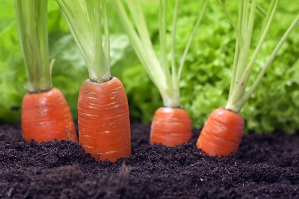 Морковь растет