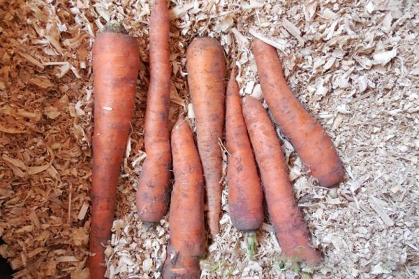 Хранение моркови в опилках