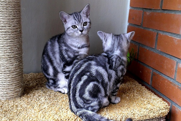 Мраморный кот