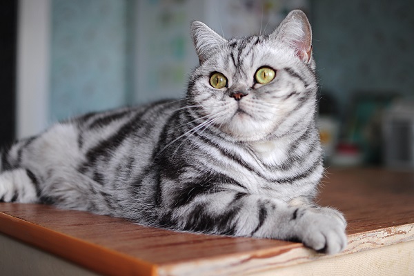 Мраморный кот