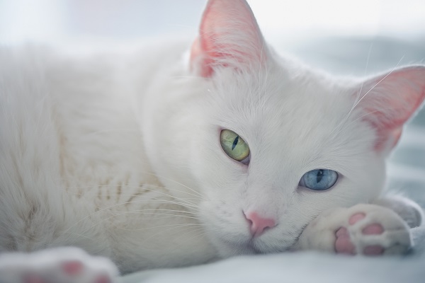 Кошка Као-мани