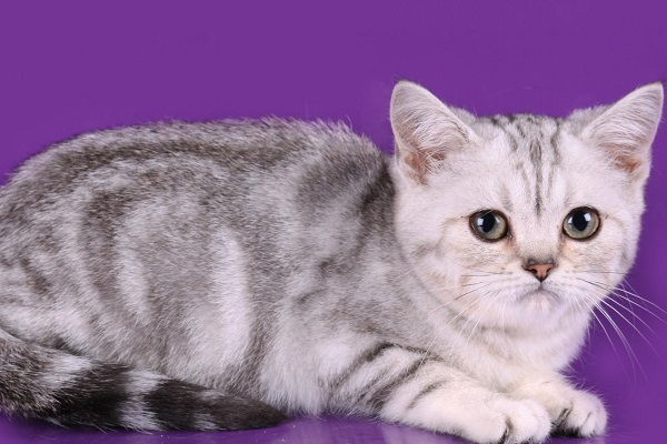 Мраморный британский котенок 