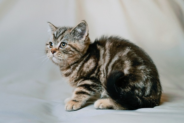 Мраморный кот