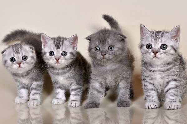 Котята британцы
