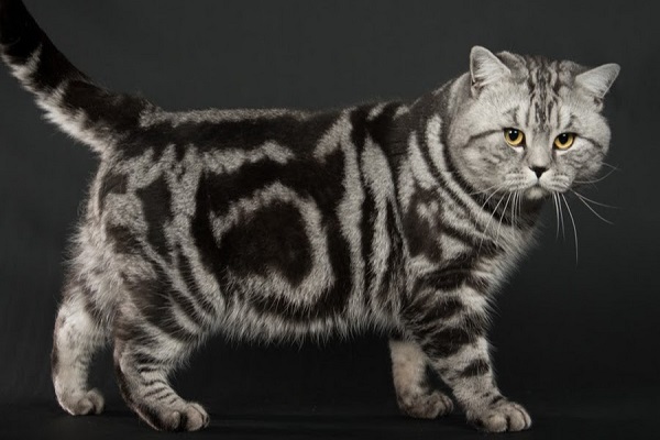 Мраморный кот