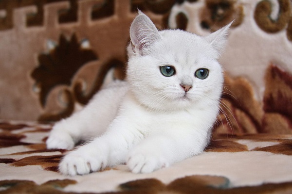 Белые британские короткошерстные кошки