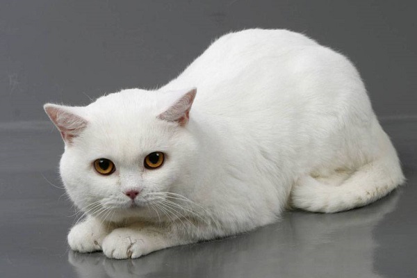 Белые британские короткошерстные кошки