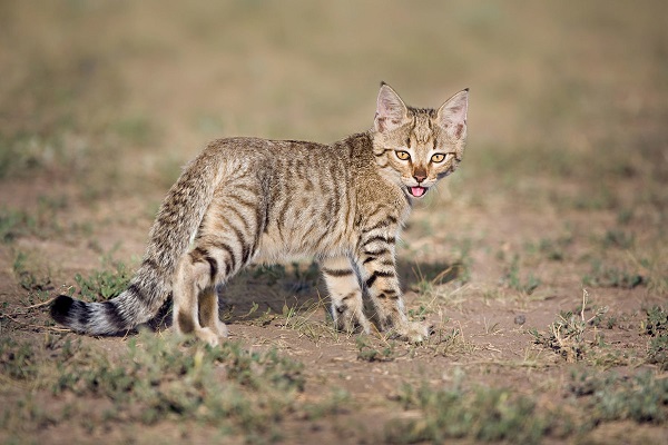 Степной кот