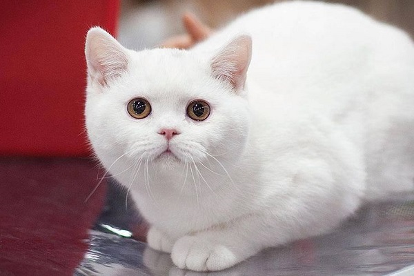 Белые британские короткошерстные кошки