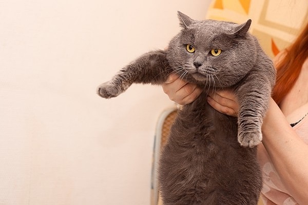 Британский кот