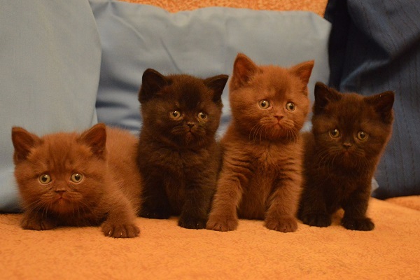 Котята британцы