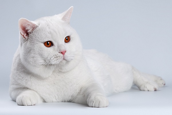 Белые британские короткошерстные кошки