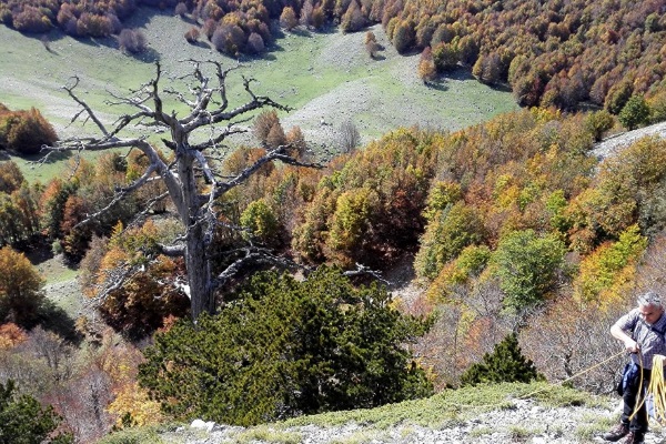 Самая старая сосна в Европе. Италия