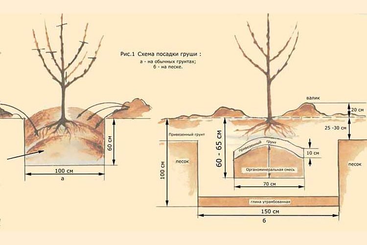 Диаграмма груши. Схема посадка саженца плодовых деревьев. Схема посадки саженца яблони. Схема посадки саженцев яблони. Посадка саженцев яблони и груши весной.