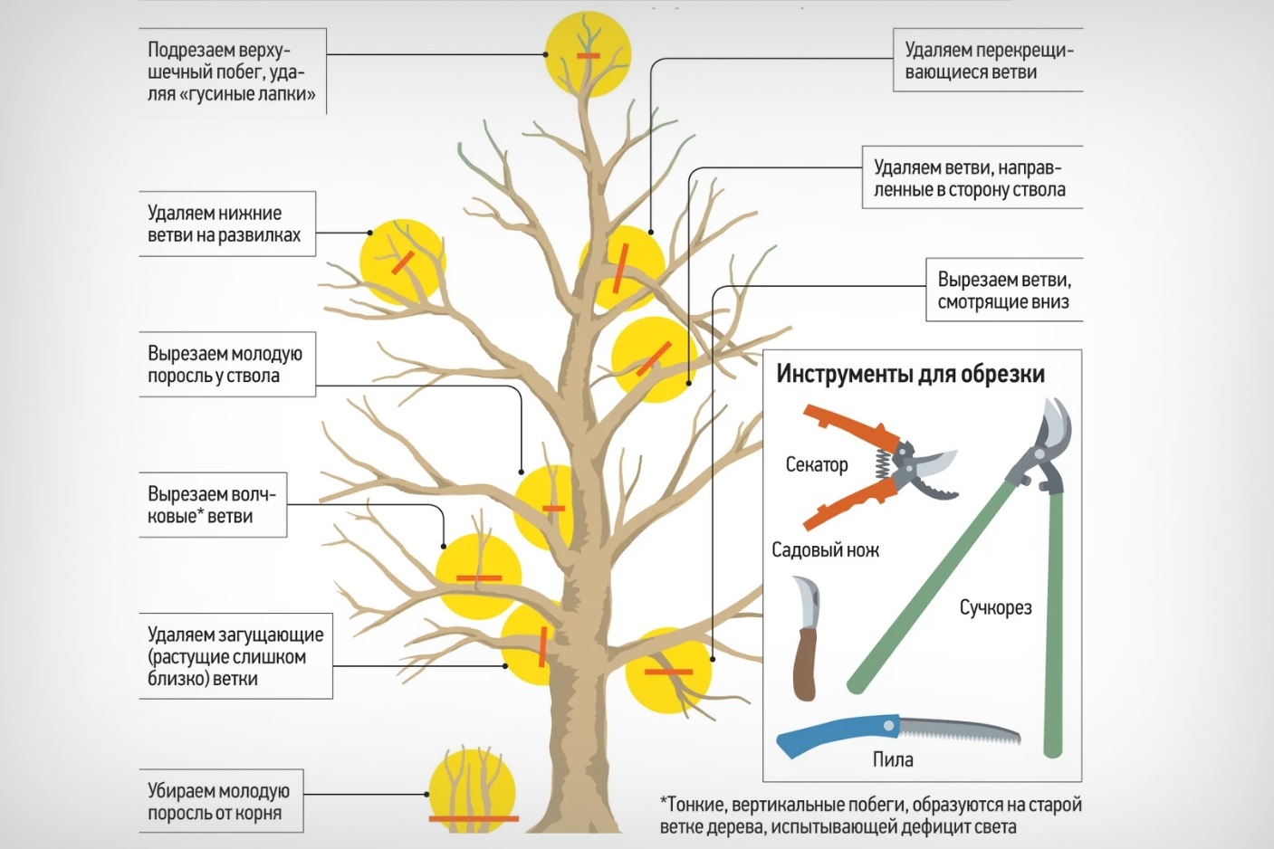 Схема обрезки плодовых деревьев весной