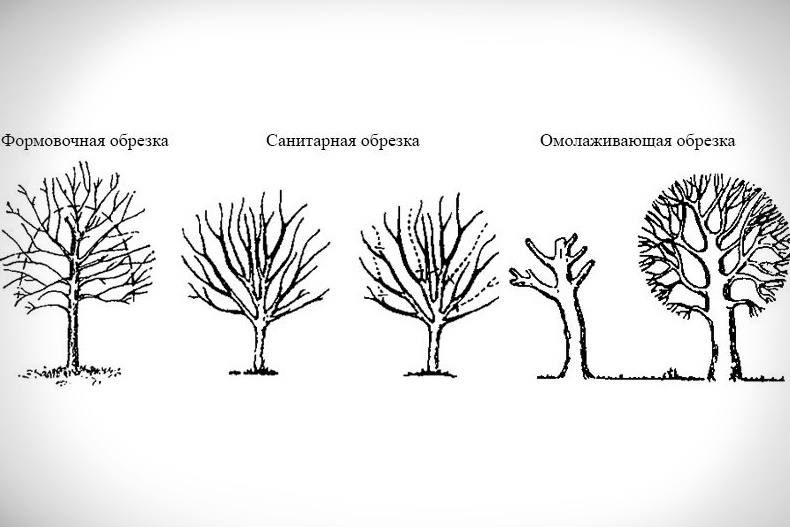 Виды подрезок