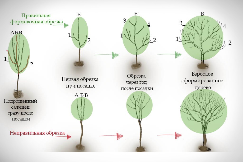 Сколько деревьев груши. Правильная обрезка груши осенью схема. Груша дерево формировка кроны. Крона яблони диаметр. Обрезка липы формирование кроны.