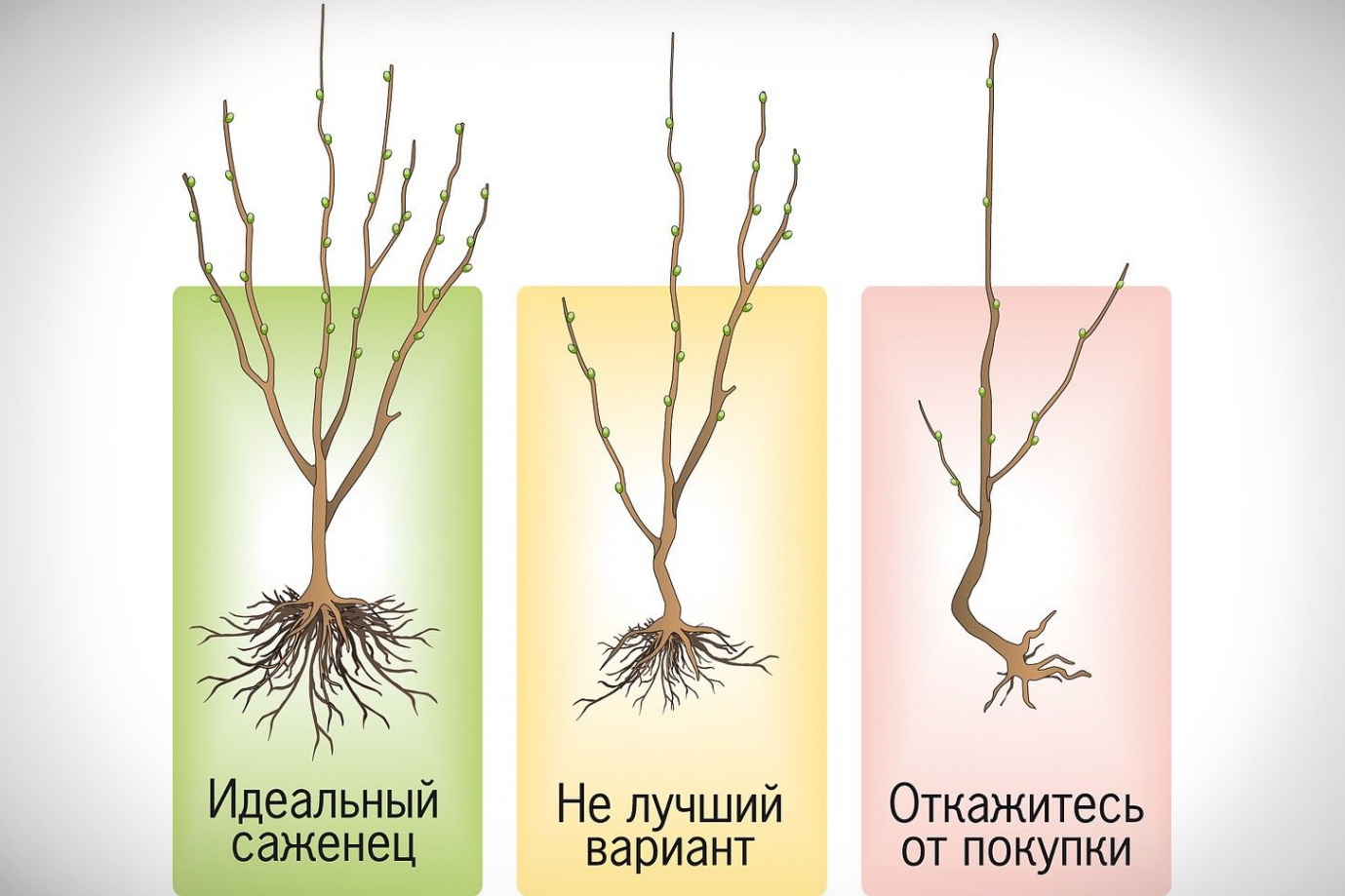 Растения окс