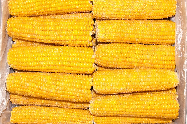 Заморозка кукурузы в початках
