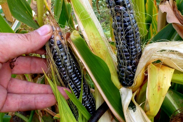 Чёрная кукуруза