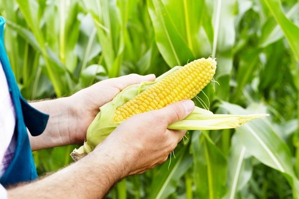 Сбор кукурузы