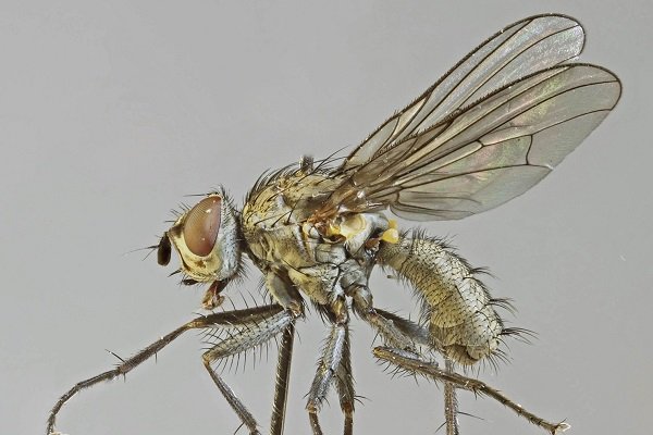 Свекловичная муха