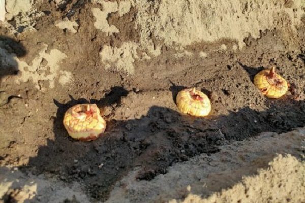 Посадка луковиц в открытый грунт
