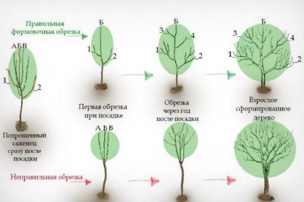 Как обрезать грушу