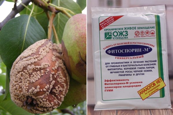 Фитоспорин при монилиозе