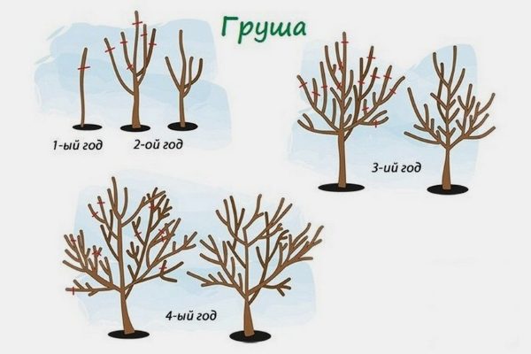 Формирование и уход за кроной груши