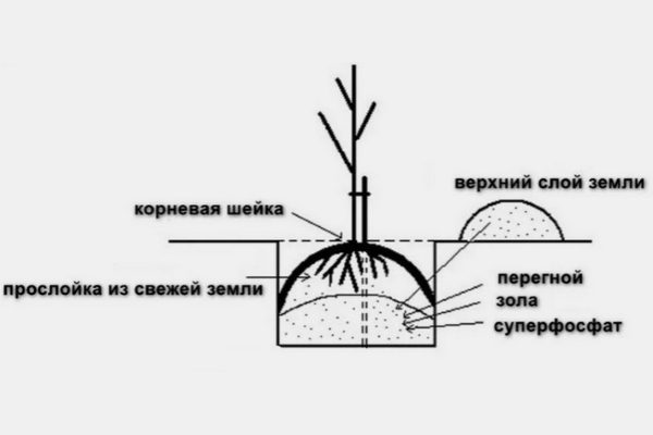 Технология высадки груш